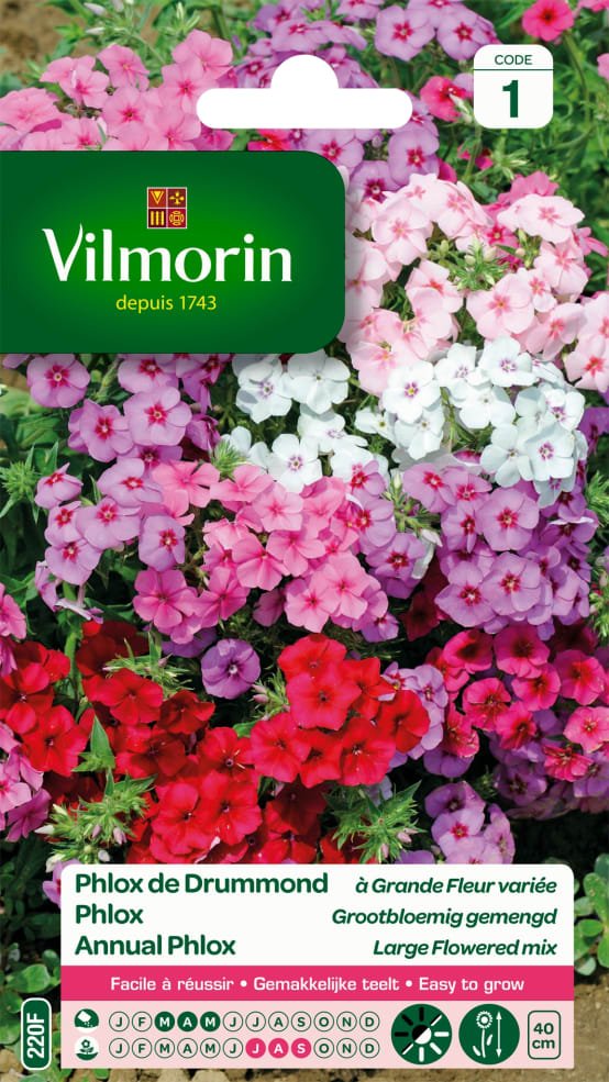 Annual Phlox