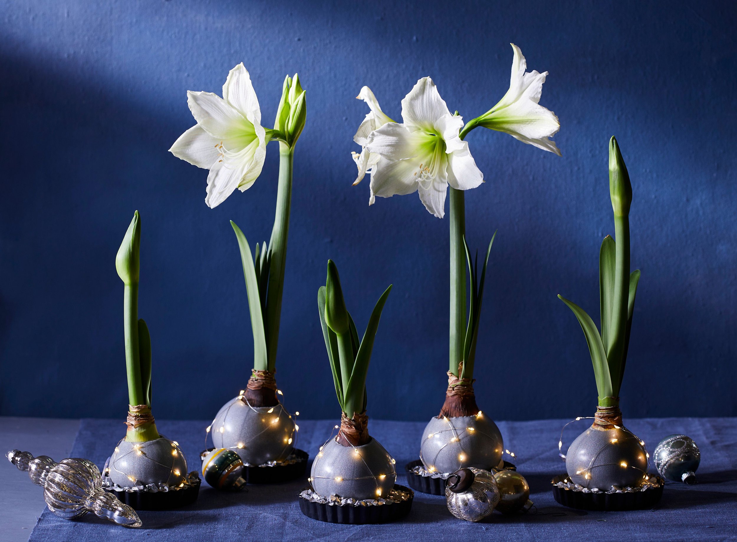 Amaryllis loose bulbs