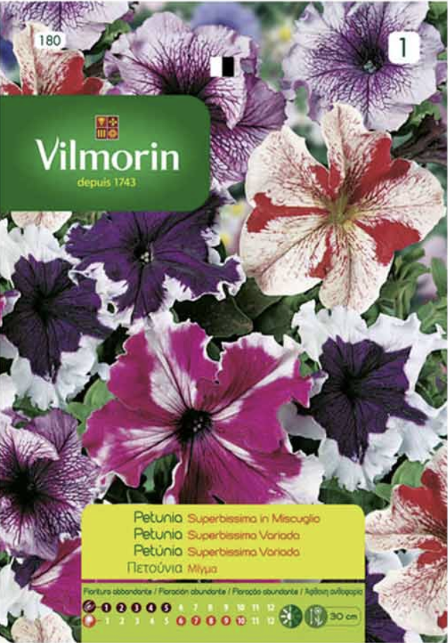 Petunia Superbissima