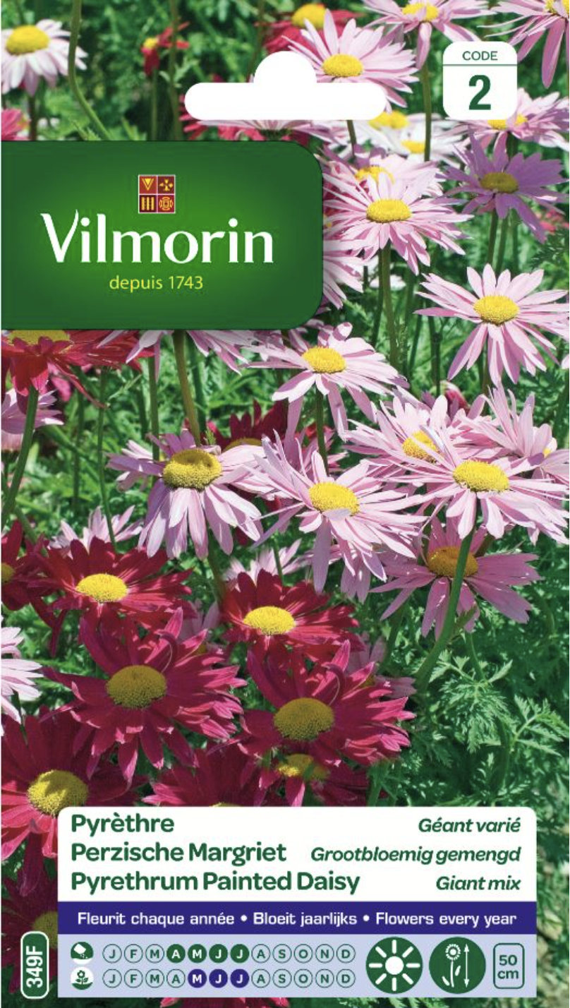 Varied Giant Pyrethrum