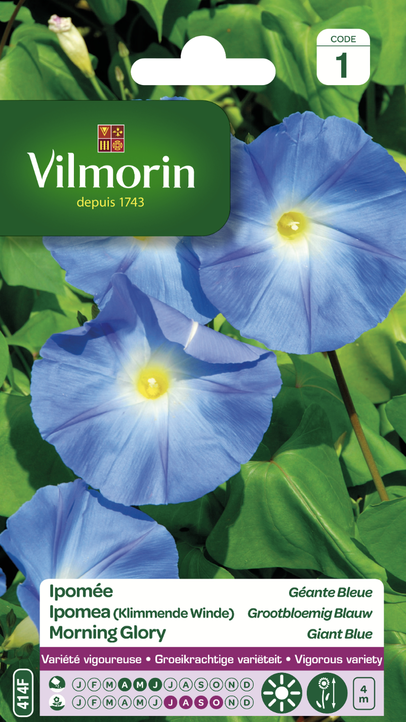 Large blue flowered morning glory