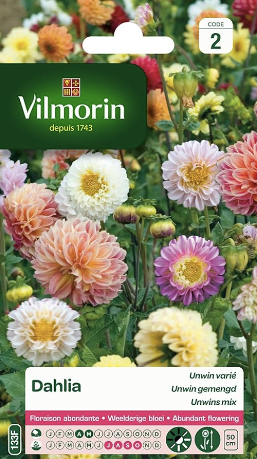 Dahlia