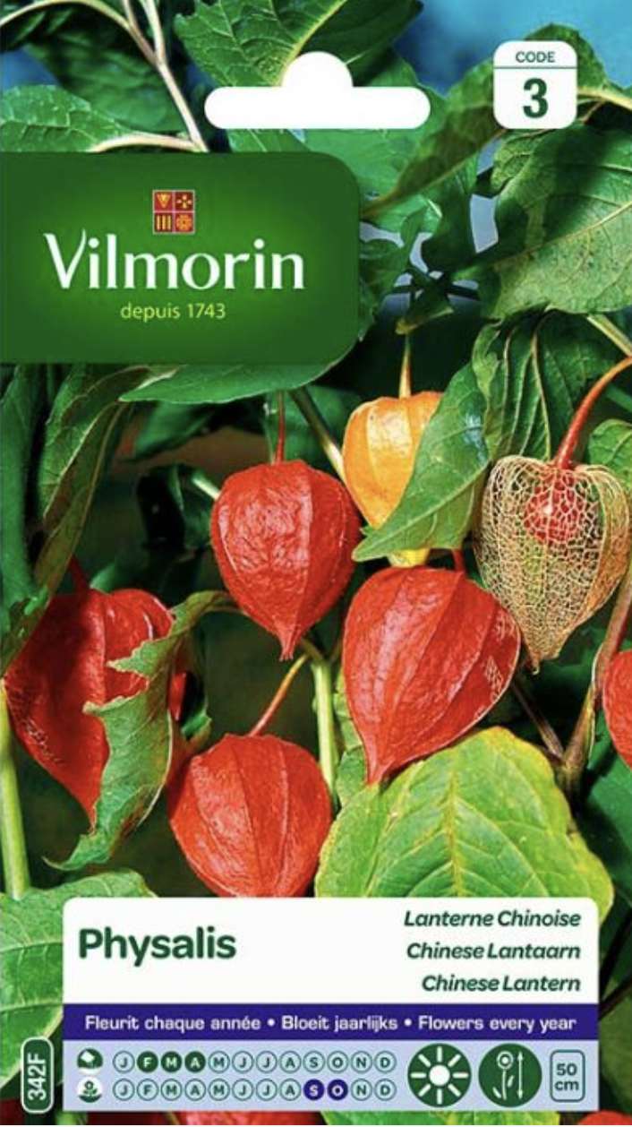 Physalis Chinese Lantern