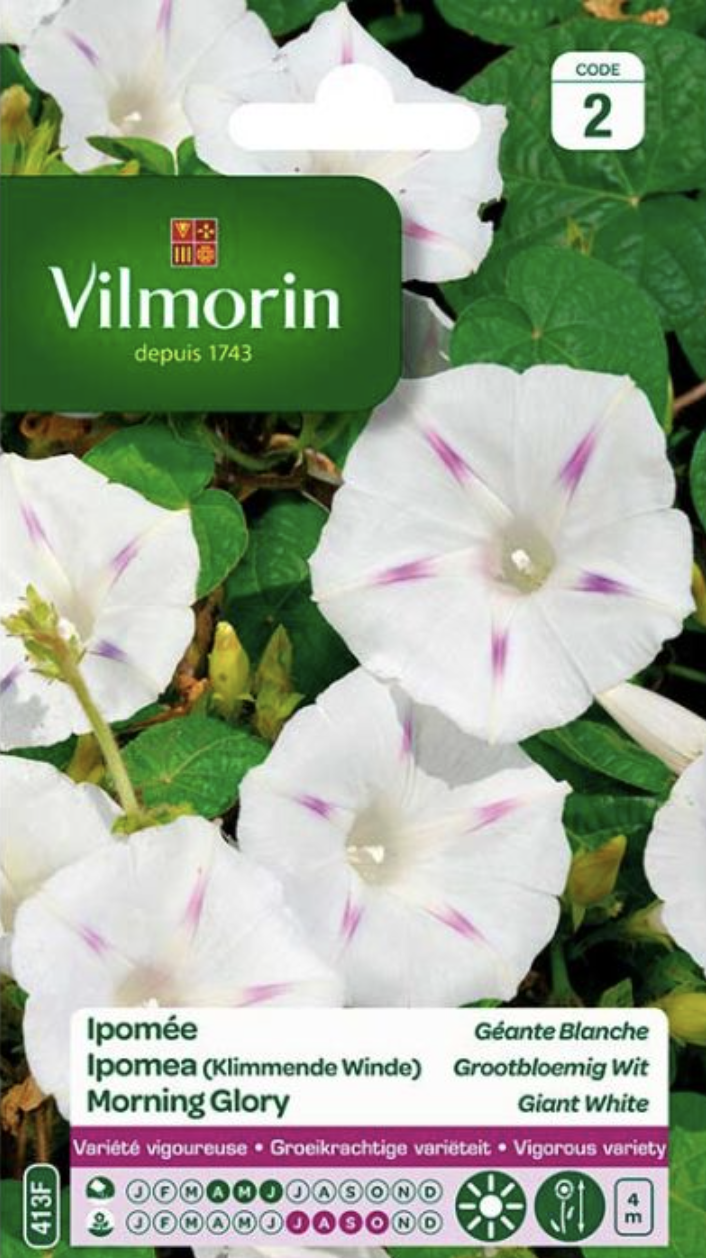 Morning Glory Giant White