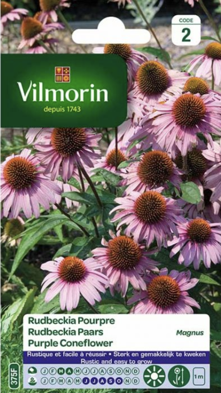 Purple Coneflower