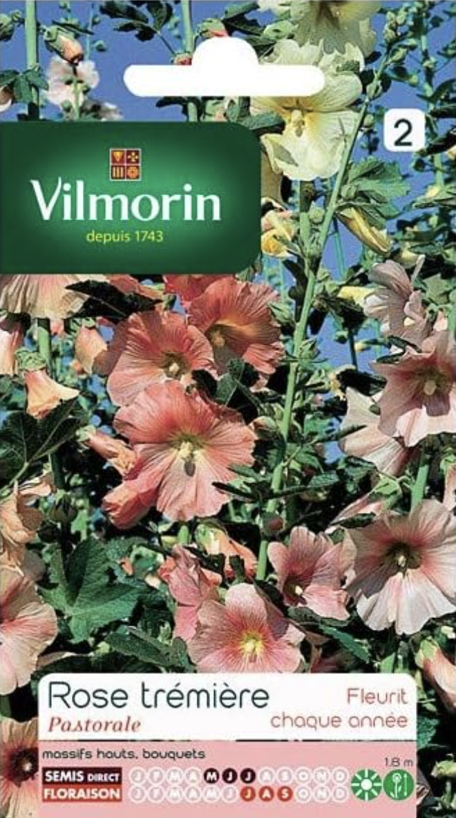Hollyhock