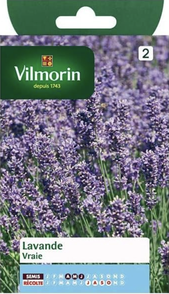 Lavendar