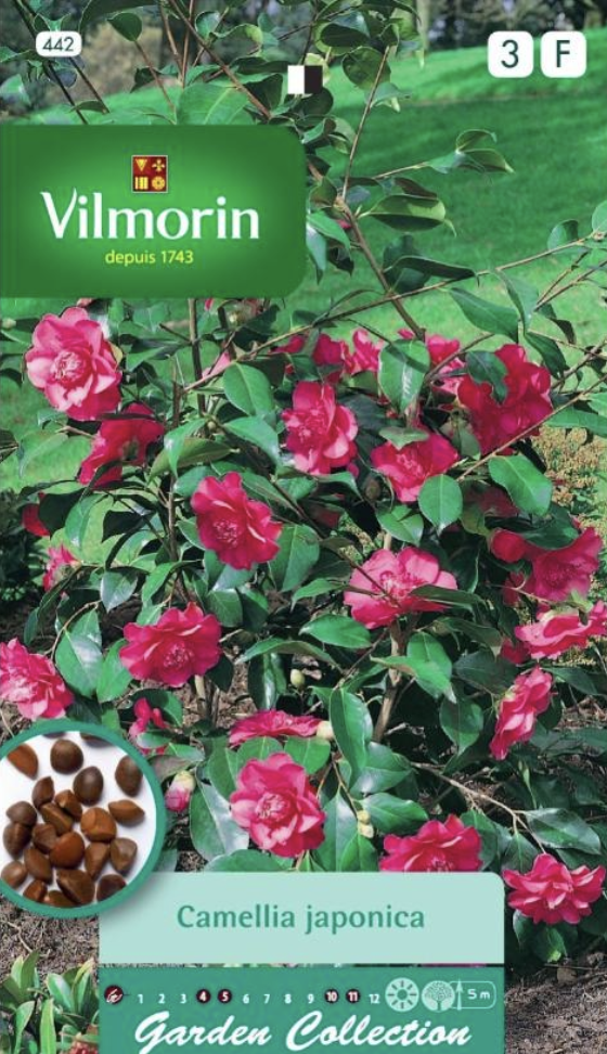 Camellia Japonica