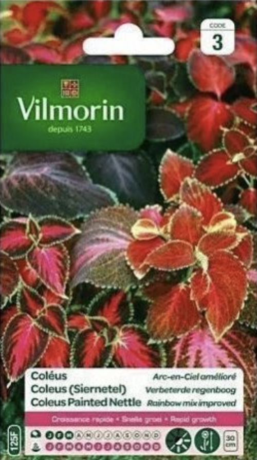 Coleus painted nettle
