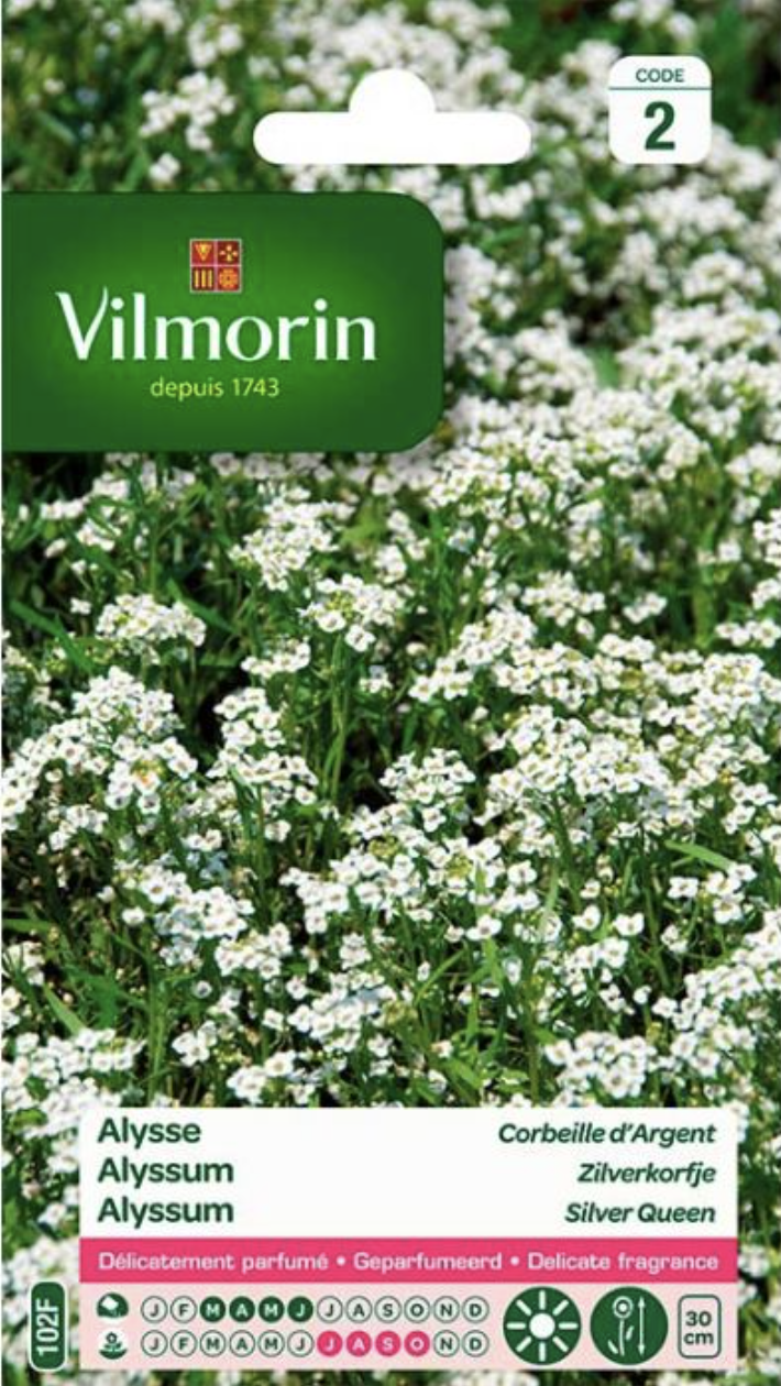 Alyssum
