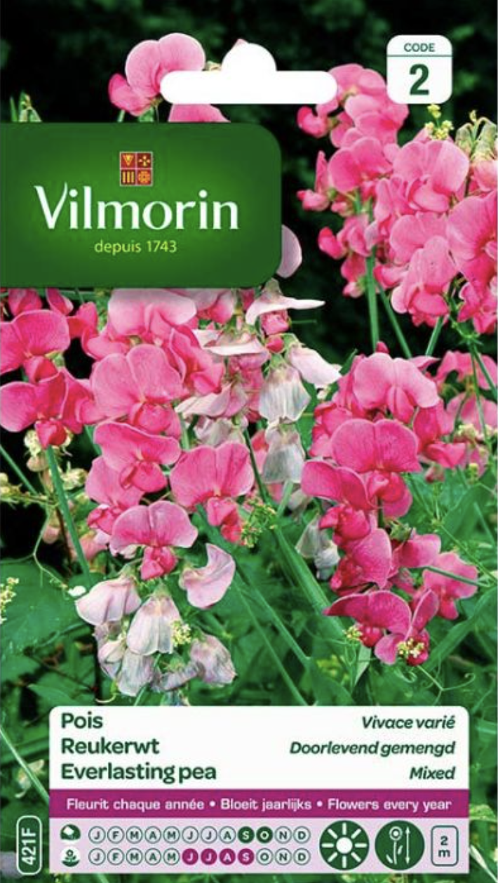 Everlasting Pea
