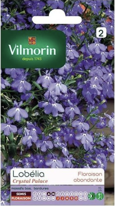 Garden Lobelia
