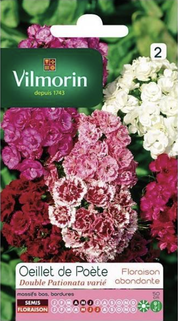 Sweet William