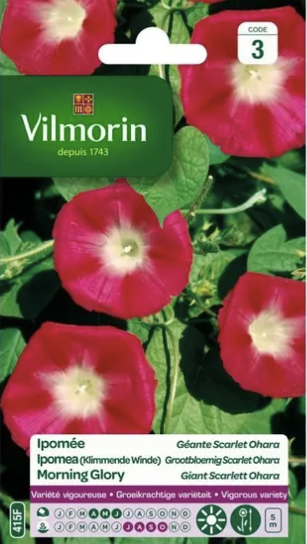 Morning Glory Giant Scarlett O'hara