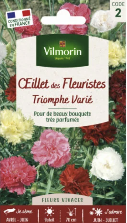 Carnation