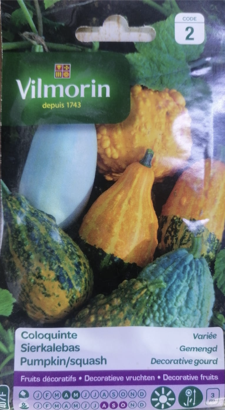 Pumpkin/Squash