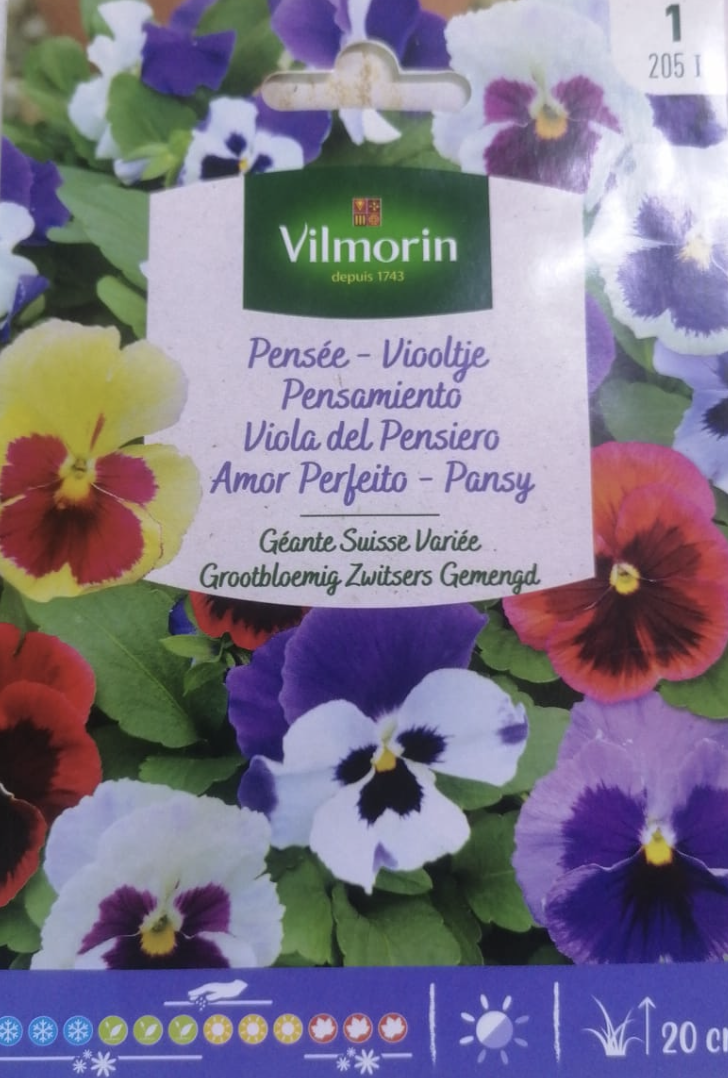 Pansy