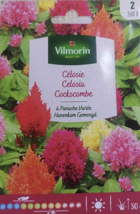 Celosia Cockscombe