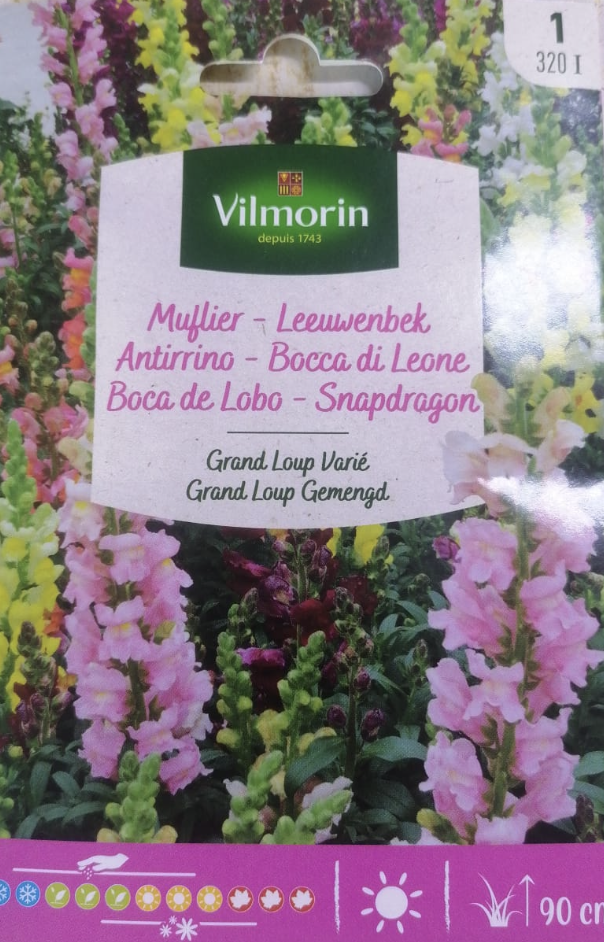Muflier - Leeuwenbek | Antirrino - Bocca di Leone | Boca de Lobo - Snapdragon