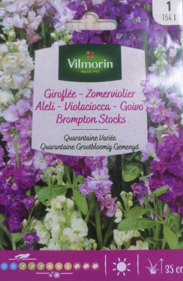 Giroflée - Zomerviolier Aleli - Violaciocca - Goivo Brompton Stocks