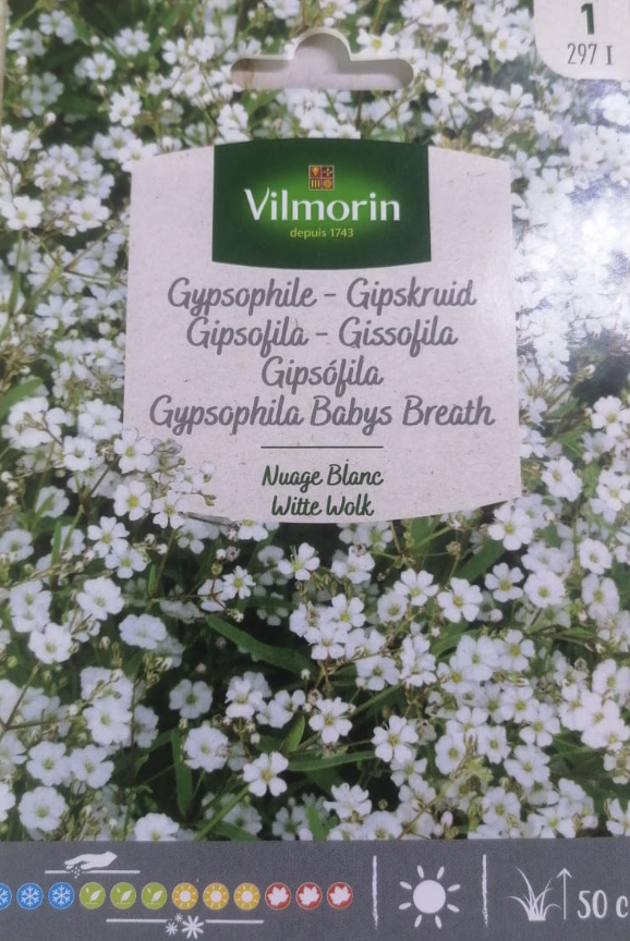 Gypsophila Babys Breath