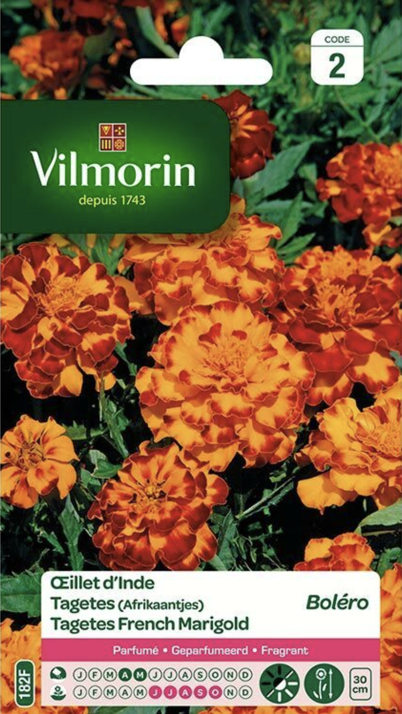 Tagetes French Marigold