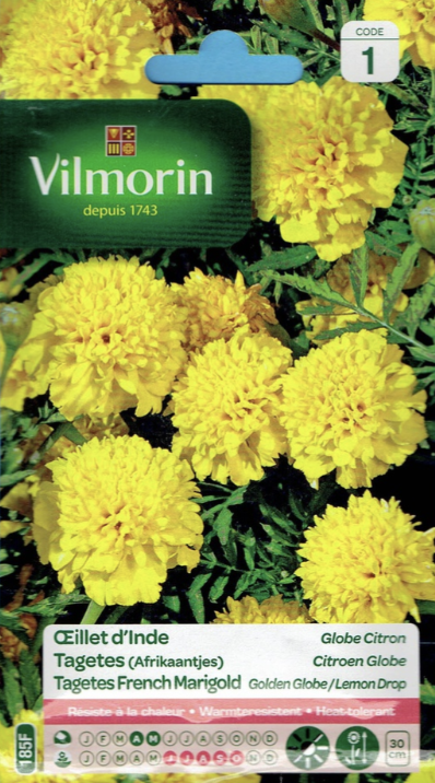 Tagetes French Marigold