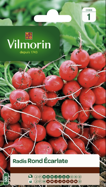 Red Globe Radishes
