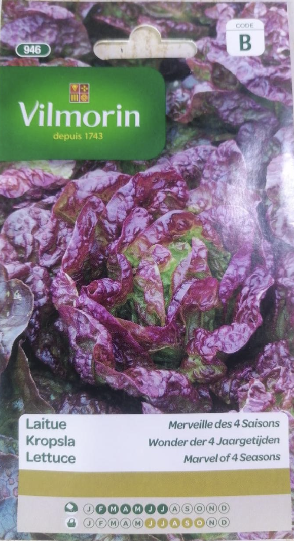 Lettuce