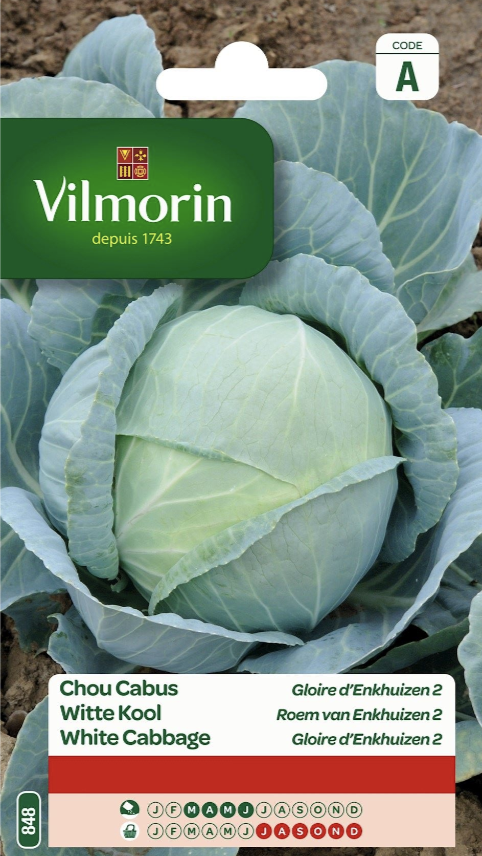 White Cabbage