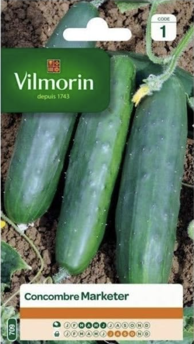 Cucumber