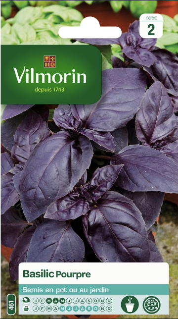 Purple Basil