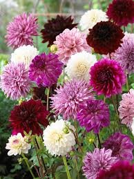 Dahlia flowerbulbs