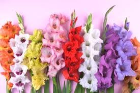 Gladiolas flowerbulbs
