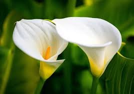 Calla flowerbulbs