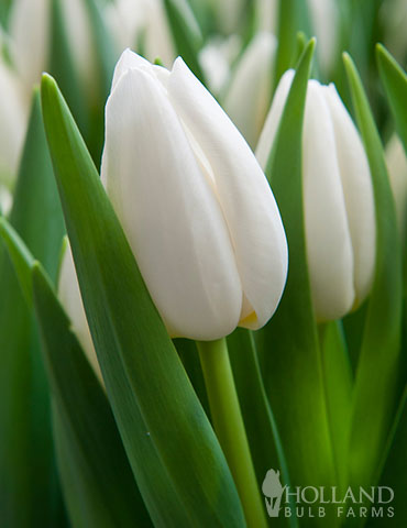 Tulip White Prince
