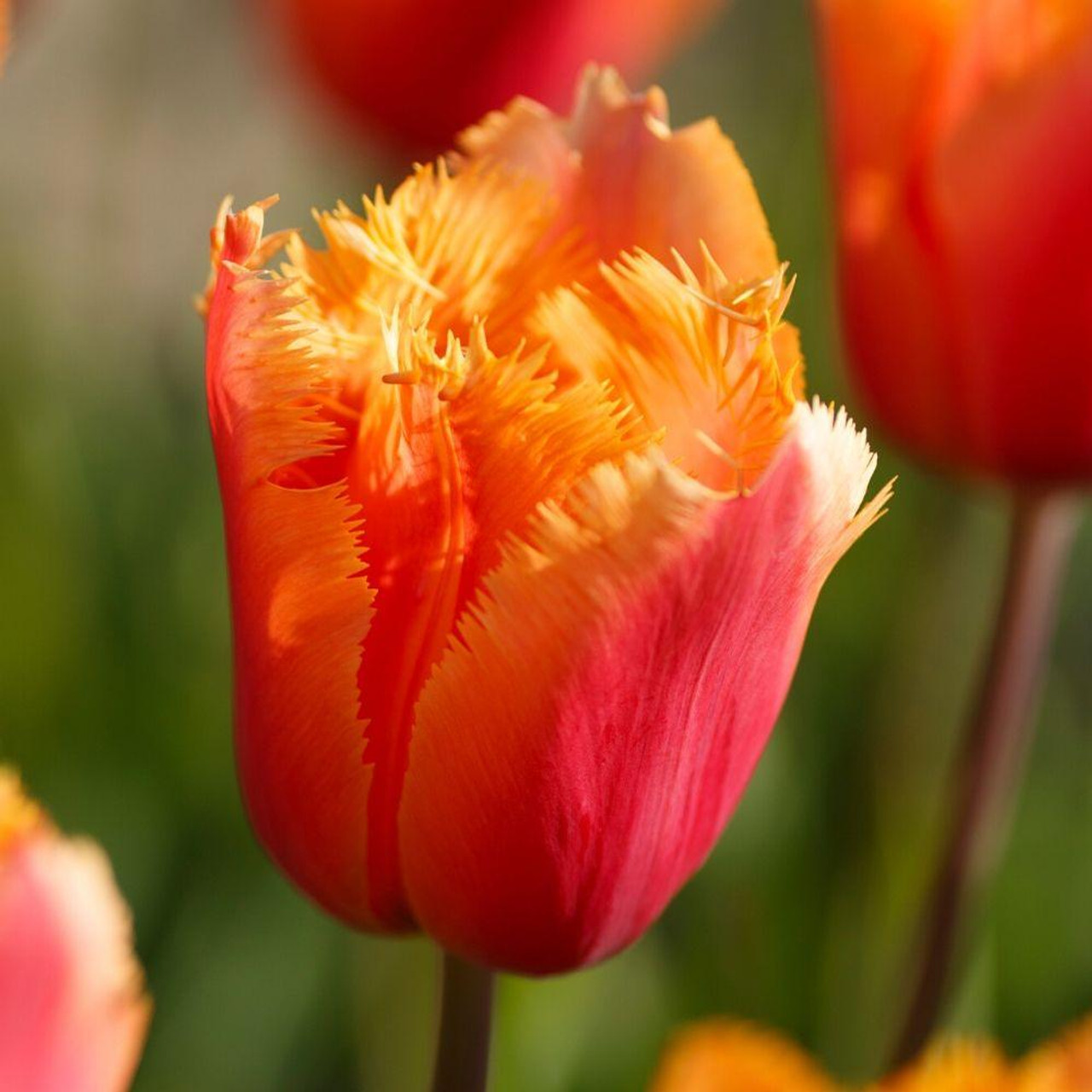 Tulip Lambada