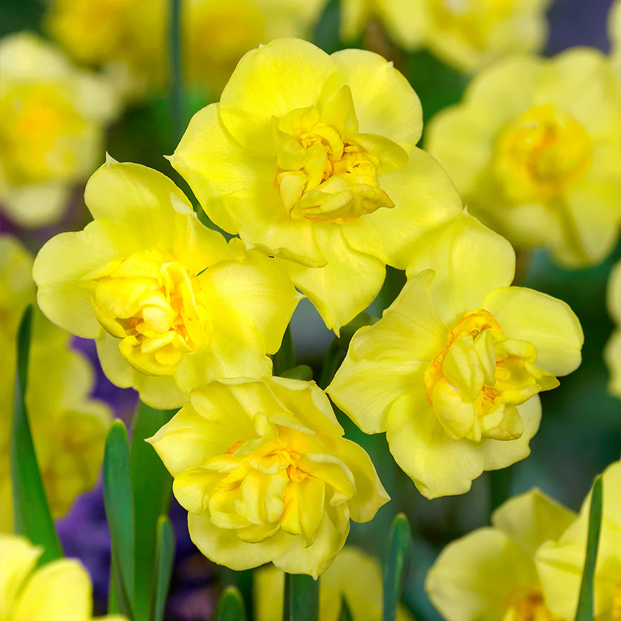 Narcissus Yellow Cheerfulness