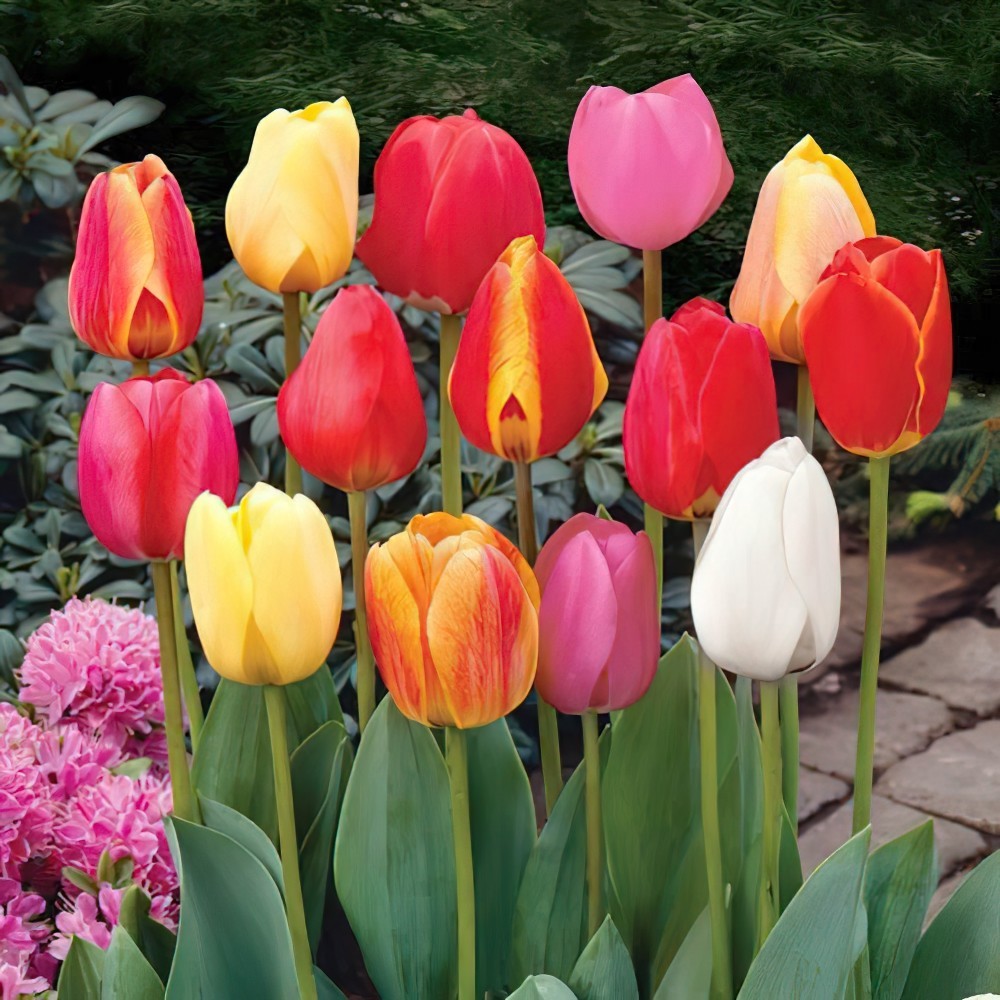 Tulip Mixed