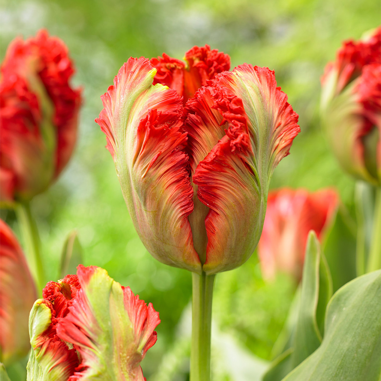 Tulip Exotic Parrot