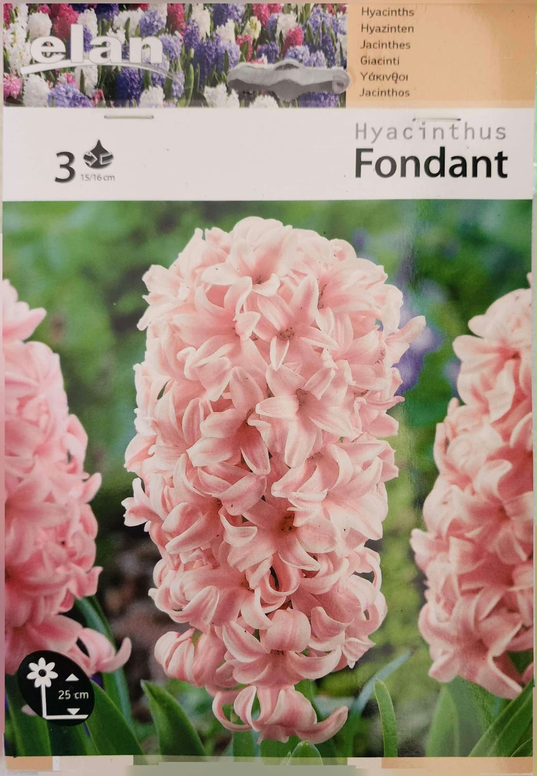 Hyacinth Fondant
