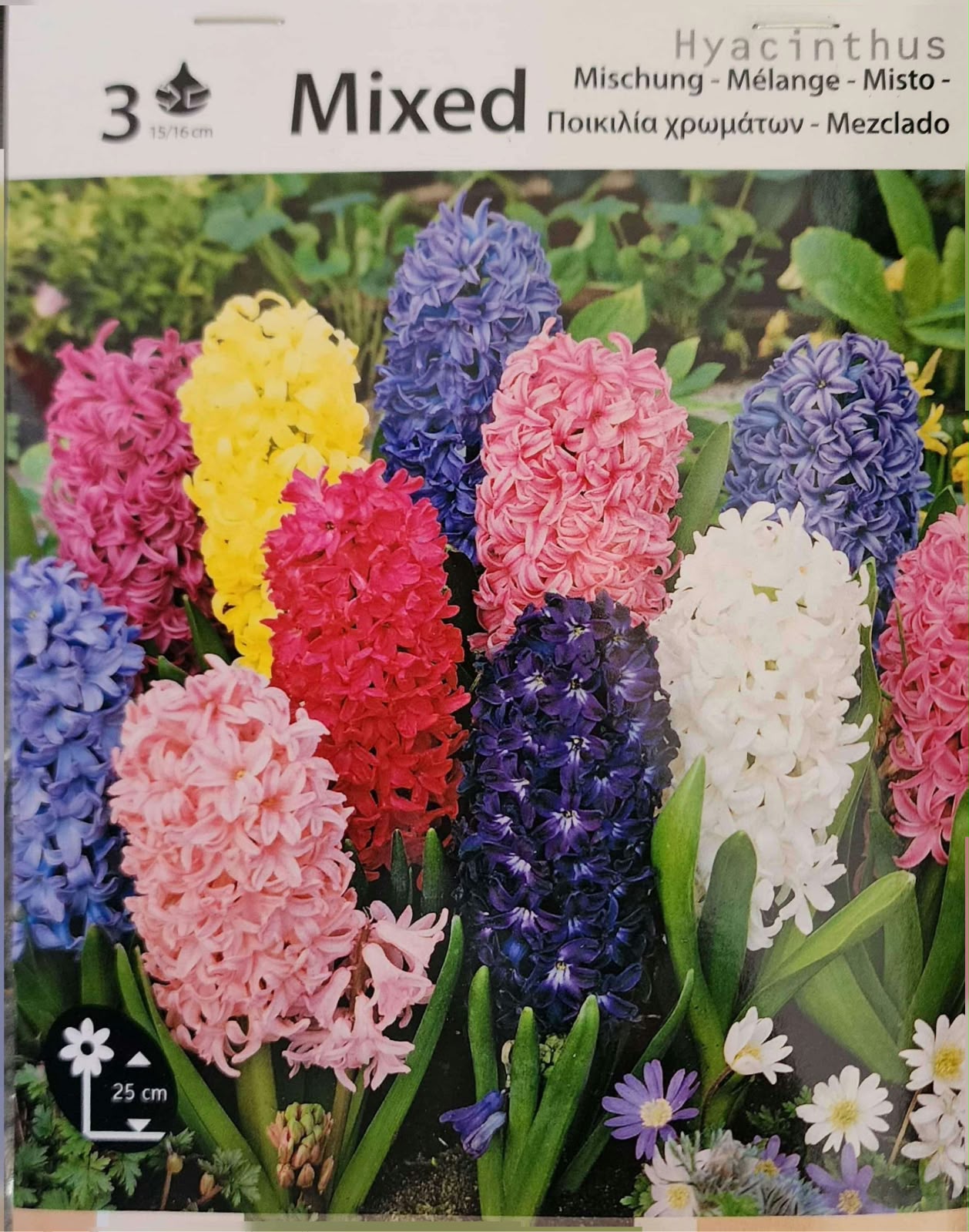Hyacinth Mixed