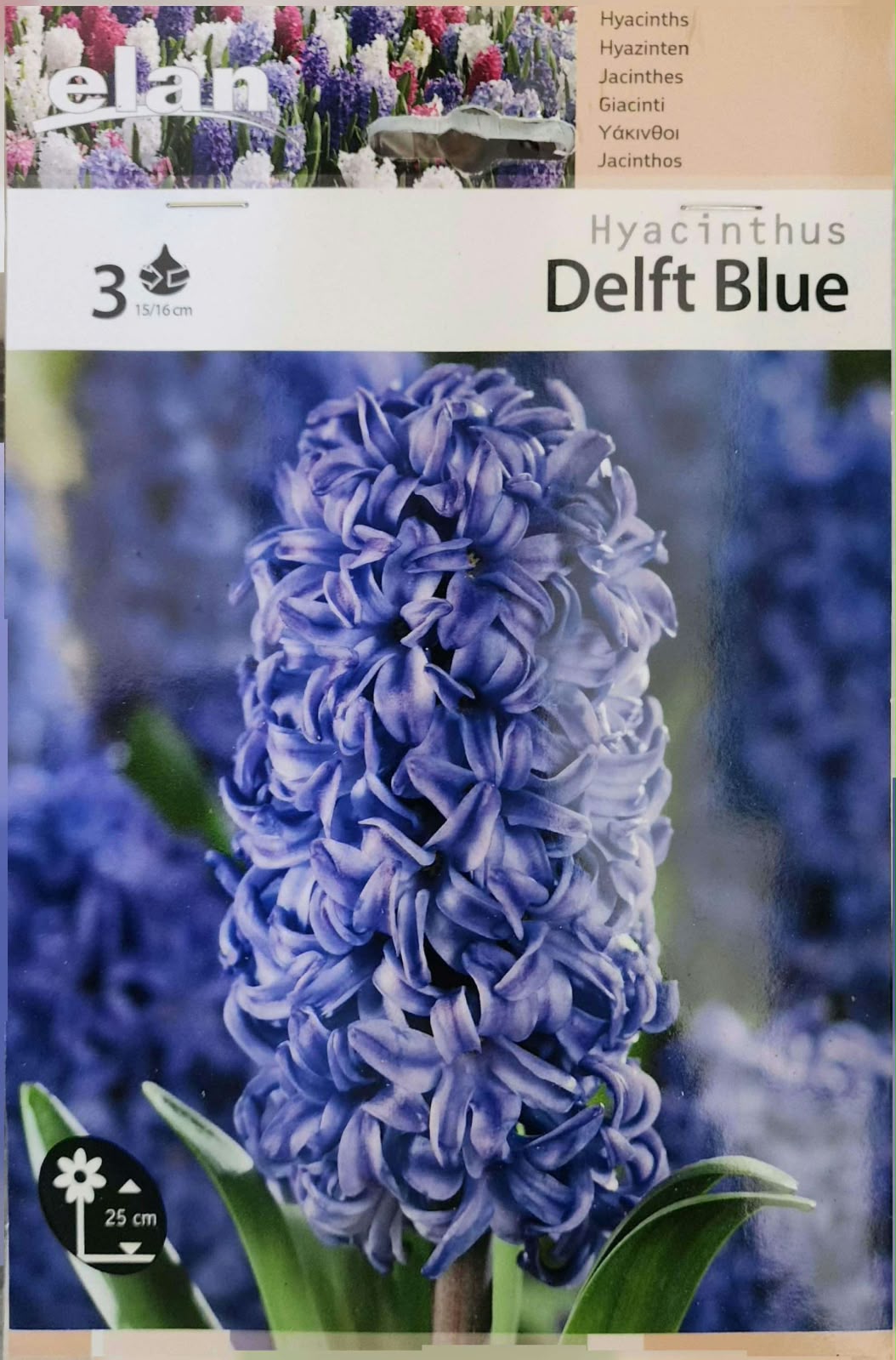 Hyacinth Delft Blue