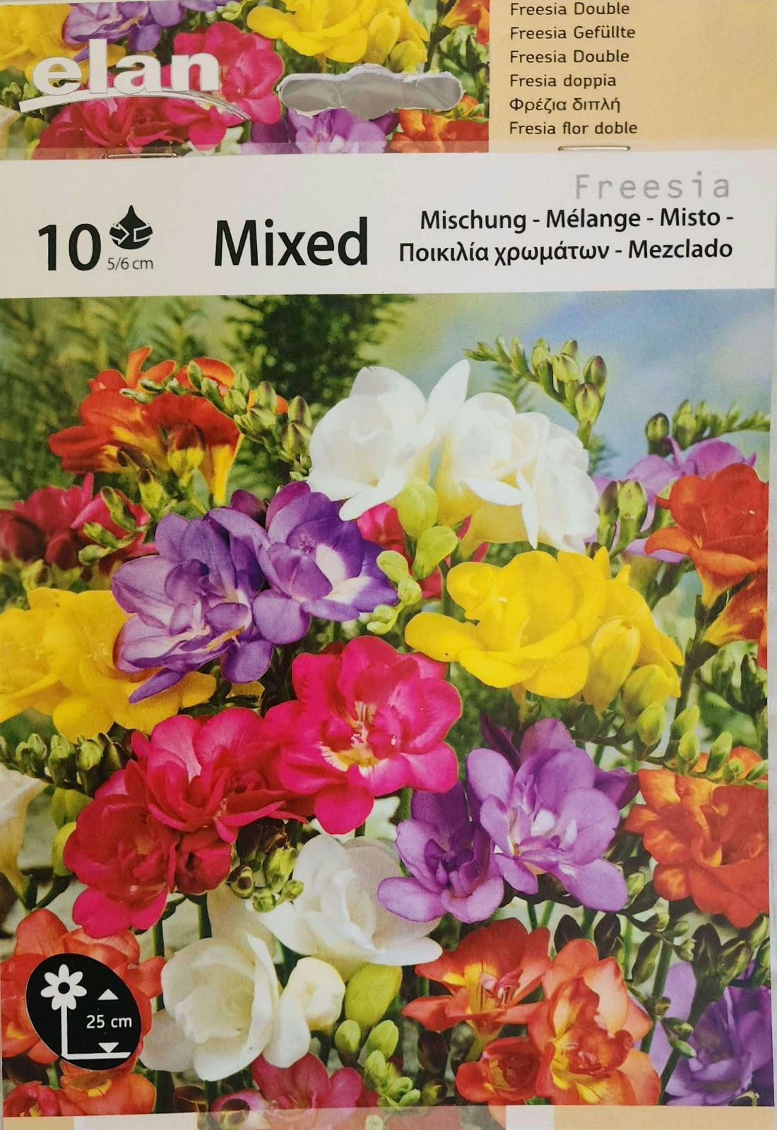 Freesia Mixed
