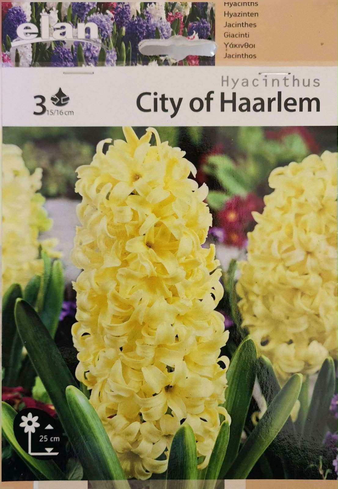 Hyacinth City of Haarlem