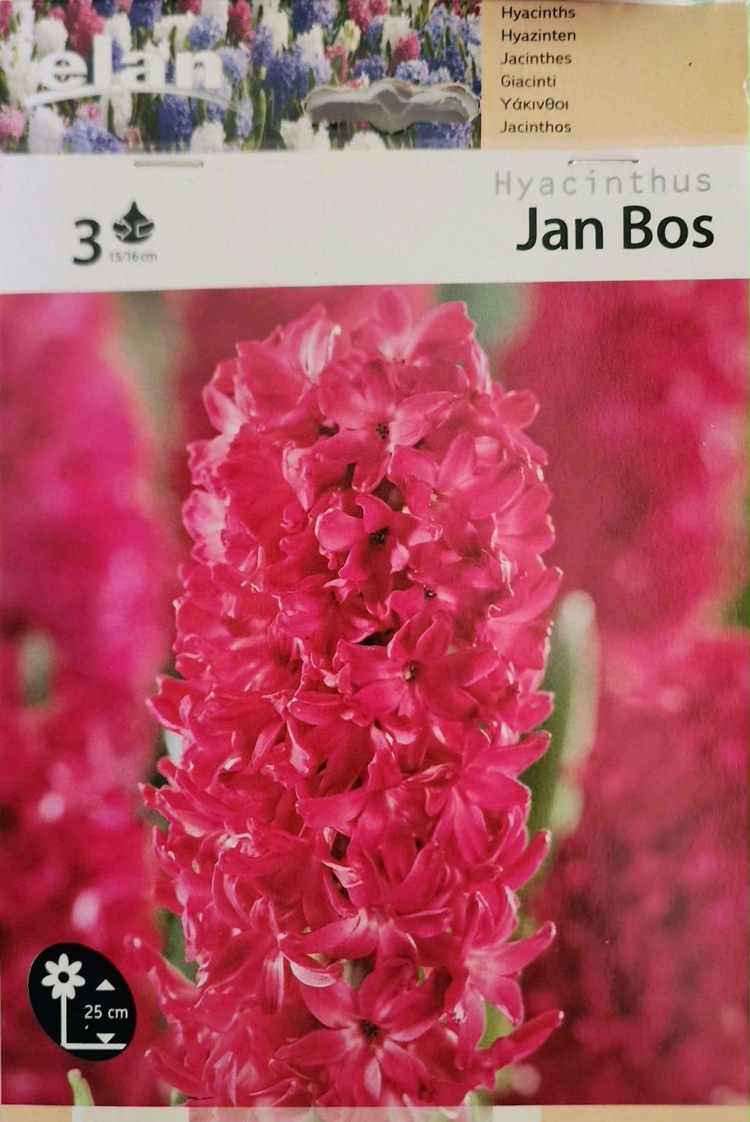Hyacinth Jan Bos