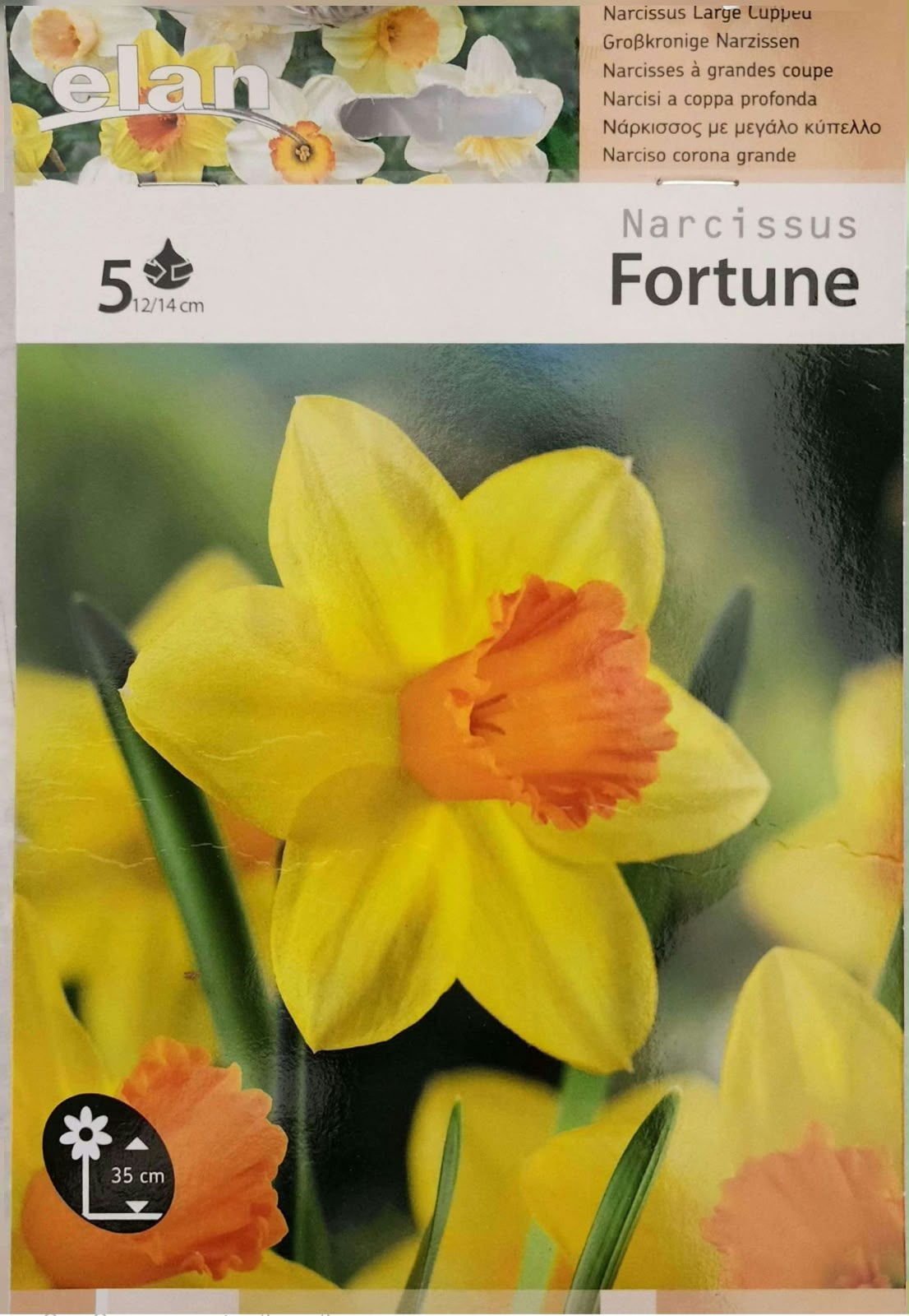 Narcissus Fortune