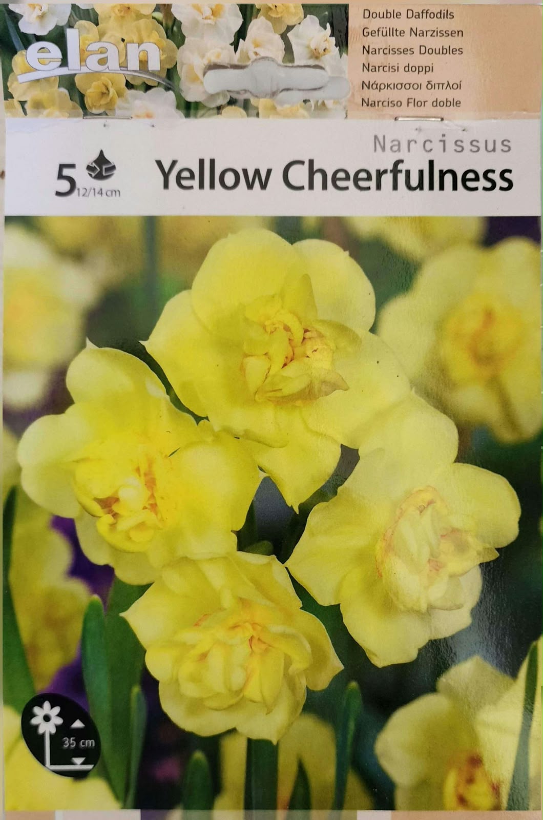 Narcissus Yellow Cheerfulness