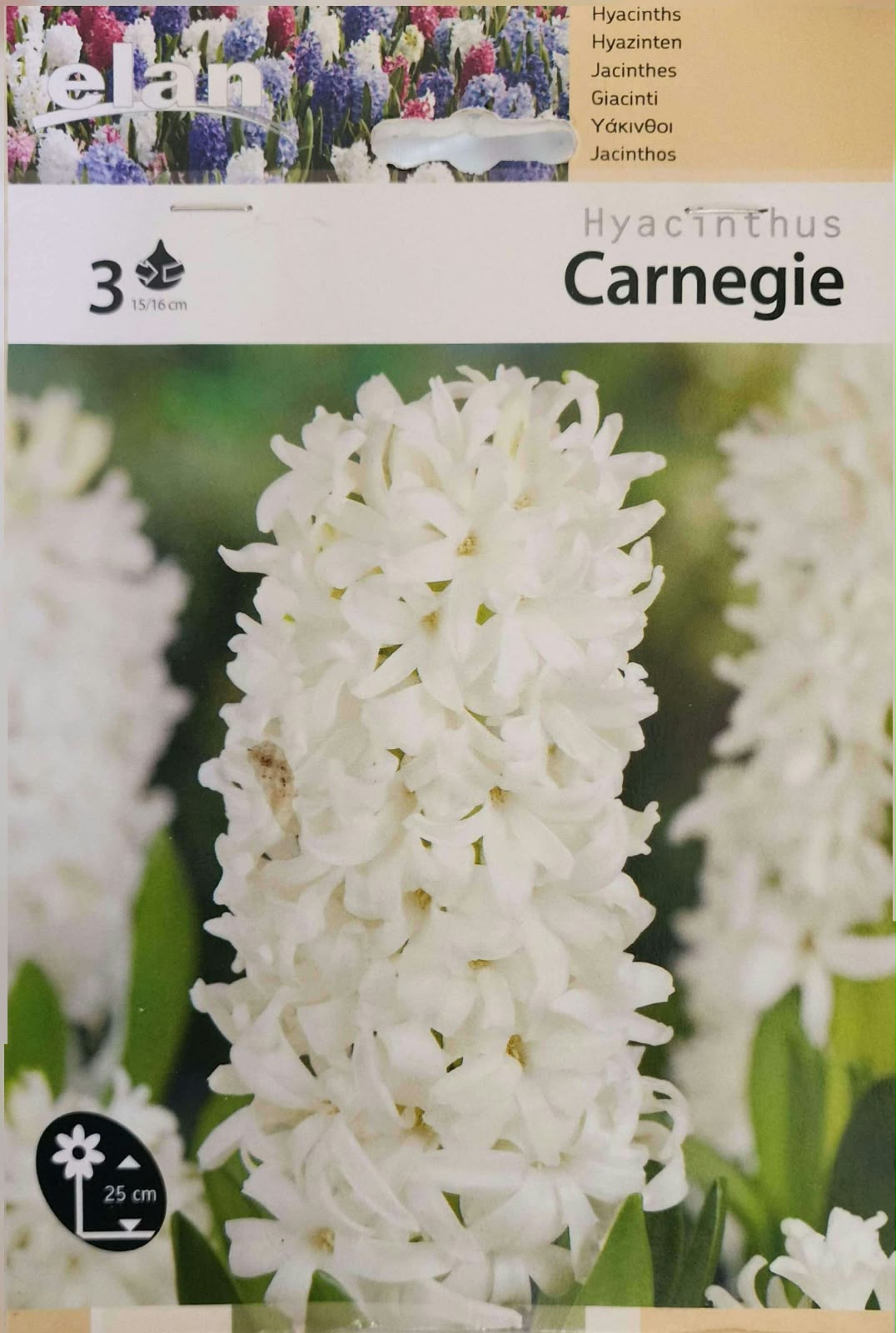 Hyacinth Carnegie