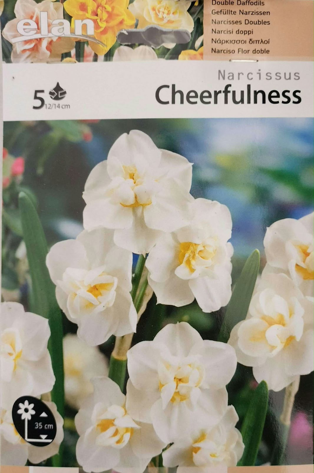 Narcissus Cheerfulness